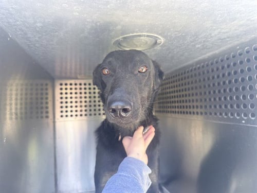 LOVELACE - Belgian Shepherd Malinois / Dutch Shepherd available for adoption