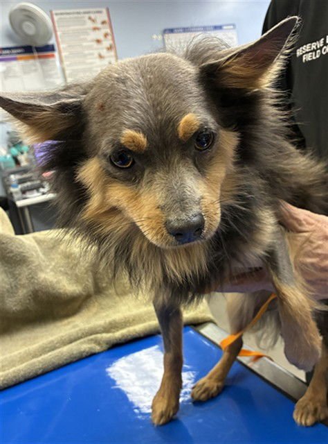 WALLY - Chihuahua available for adoption