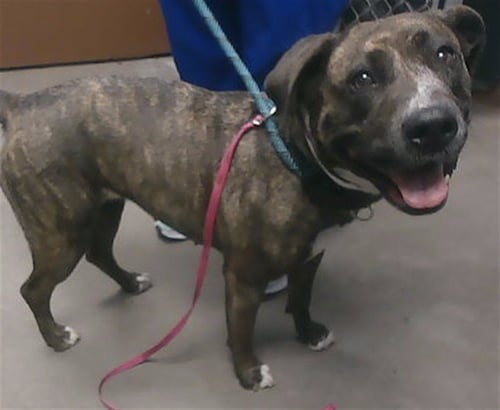 DAPHNE - American Pit Bull Terrier available for adoption