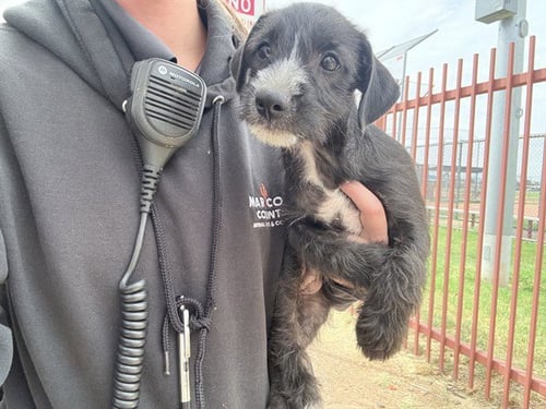 STADIUM - Border Terrier available for adoption