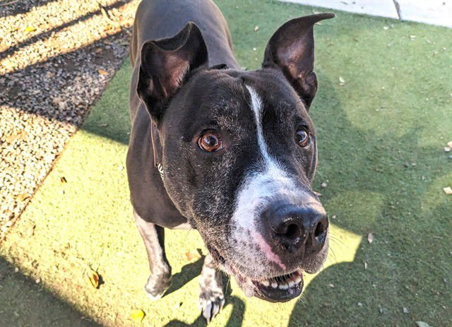 REX - American Pit Bull Terrier available for adoption