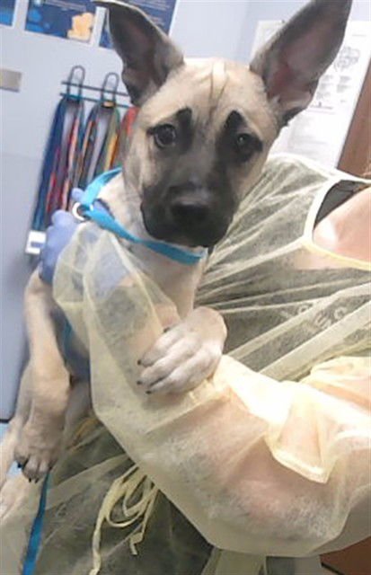 XENA - German Shepherd Dog available for adoption