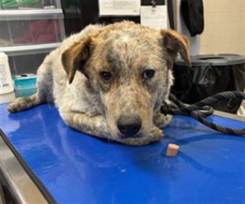 AJAX - Australian Cattle Dog/Blue Heeler available for adoption