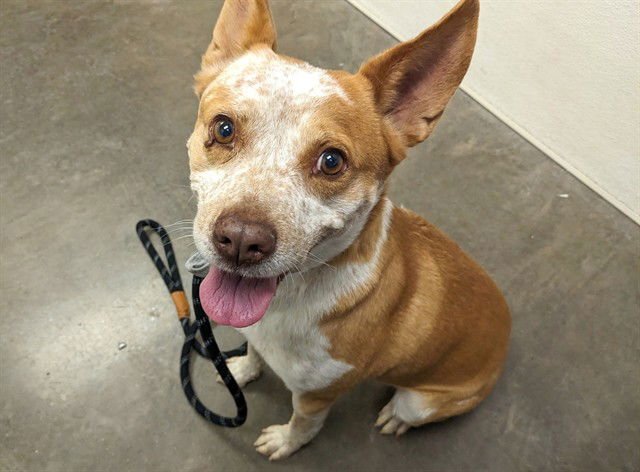 BILLY BOB - Australian Cattle Dog/Blue Heeler available for adoption