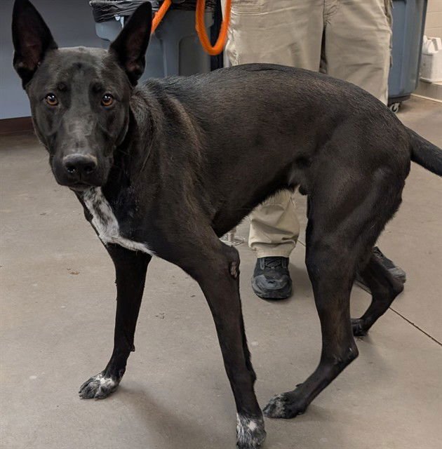 LUIGI - German Shepherd Dog available for adoption