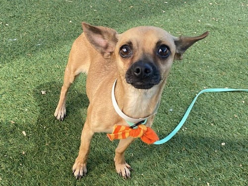 BANANA - Chihuahua available for adoption