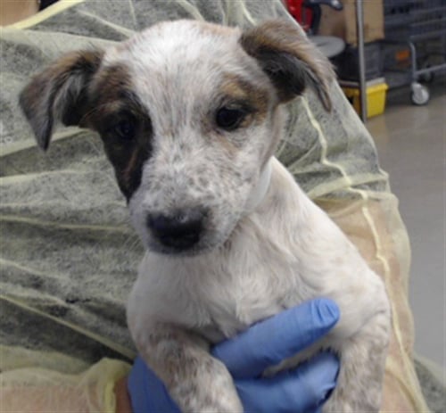 JOLENE - Australian Cattle Dog/Blue Heeler available for adoption