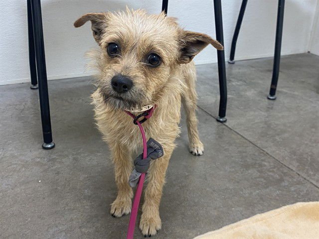 BELLA - Cairn Terrier available for adoption