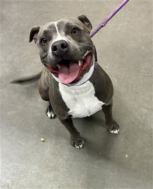 BUSTER - American Pit Bull Terrier available for adoption