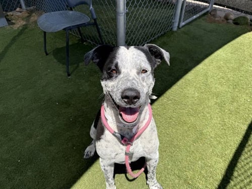 NOAH - Australian Cattle Dog/Blue Heeler / American Pit Bull Terrier available for adoption
