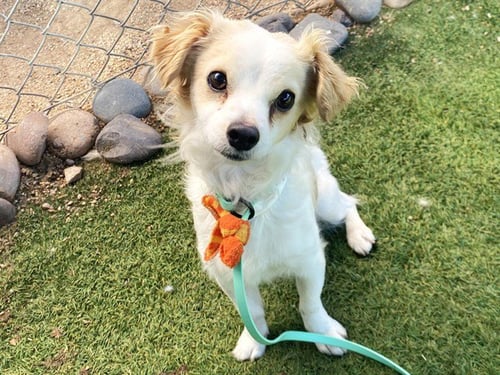 JIMMY BEAN - Chihuahua available for adoption