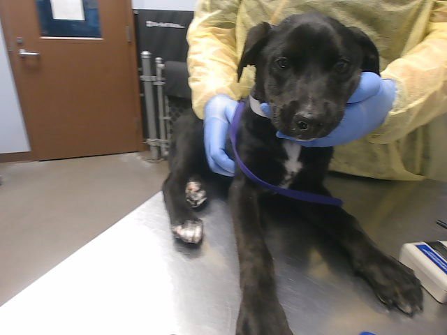 VACUUM - Labrador Retriever available for adoption