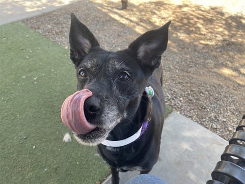 SKITTLES - Australian Kelpie available for adoption