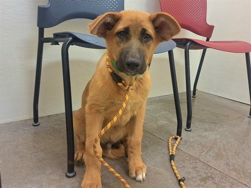 ASIAGO - German Shepherd Dog available for adoption