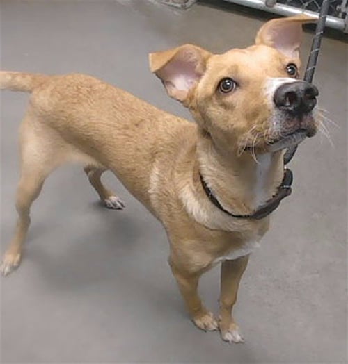CELLO - Australian Kelpie available for adoption