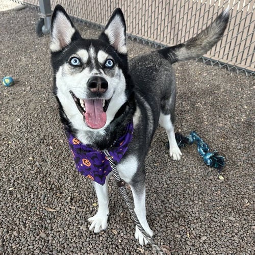 BAHAMA - Siberian Husky available for adoption