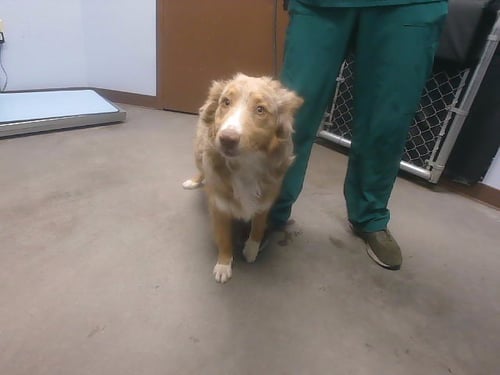 DAVE - Australian Shepherd available for adoption