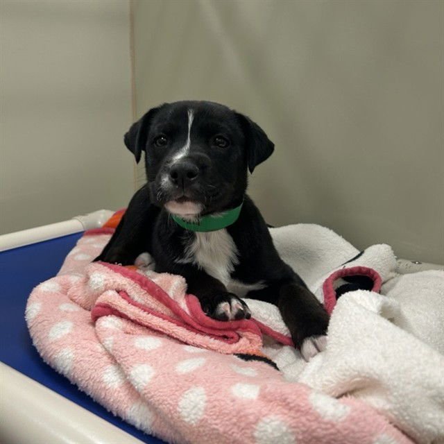 RIKKI - American Pit Bull Terrier available for adoption