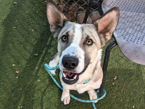CLAY - Husky / Australian Kelpie available for adoption