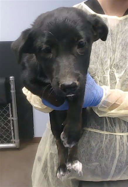 CHAZ - Labrador Retriever available for adoption