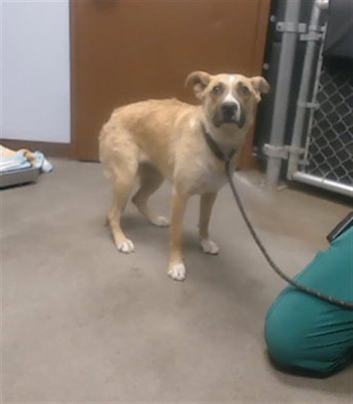 LO LO - American Pit Bull Terrier available for adoption