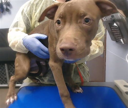 CANELO - American Pit Bull Terrier available for adoption