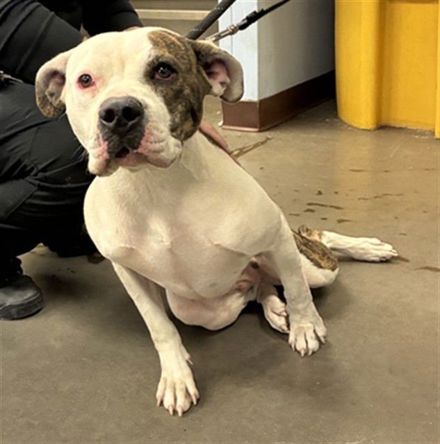 STAR - Boxer / Bulldog available for adoption