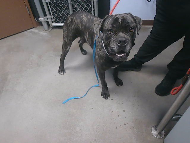 ZELLA - Cane Corso Mastiff available for adoption