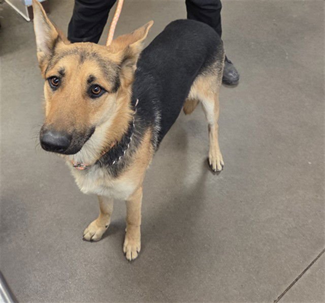 SOTA - German Shepherd Dog available for adoption