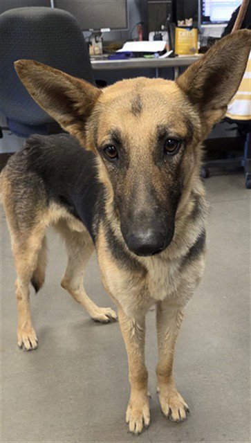 DURANGO - German Shepherd Dog available for adoption