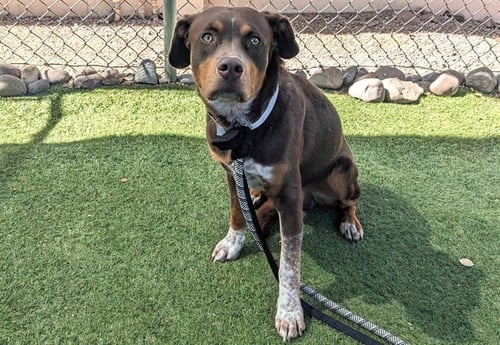 FRITZ - Border Collie available for adoption