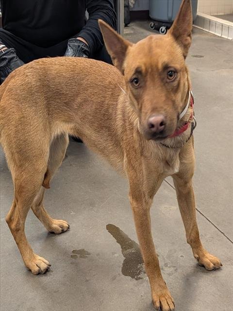 BLANCA - German Shepherd Dog available for adoption