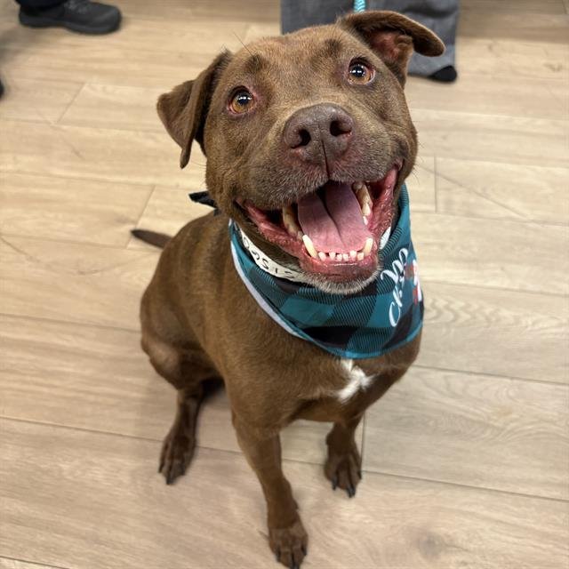 CANELO - American Pit Bull Terrier available for adoption