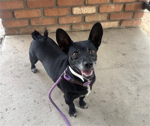 LOTTI - Chihuahua available for adoption
