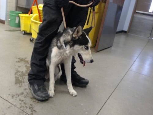 ORLEANS - Siberian Husky available for adoption