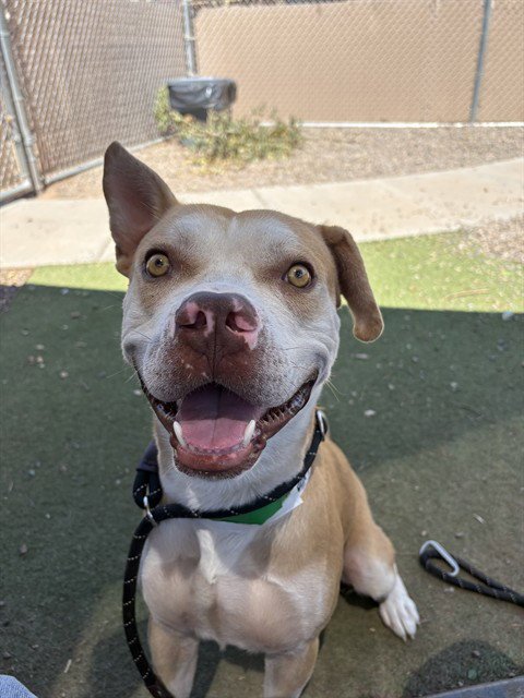 FRISBEE - American Pit Bull Terrier available for adoption