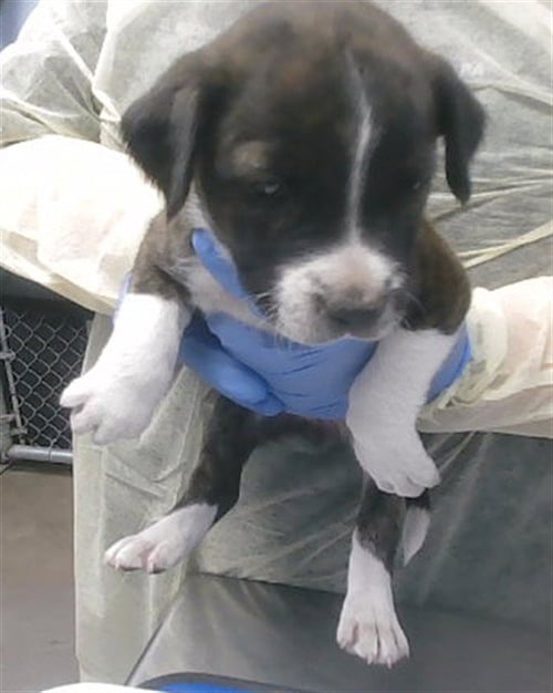 BABYLONIA - Boxer available for adoption