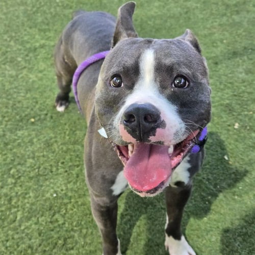 FRANKY - Staffordshire Bull Terrier available for adoption