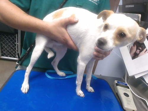 BRIDGES - Chihuahua / Pug available for adoption