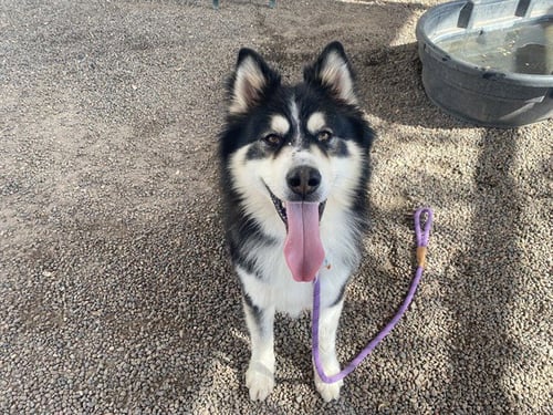 KODAK - Alaskan Malamute available for adoption