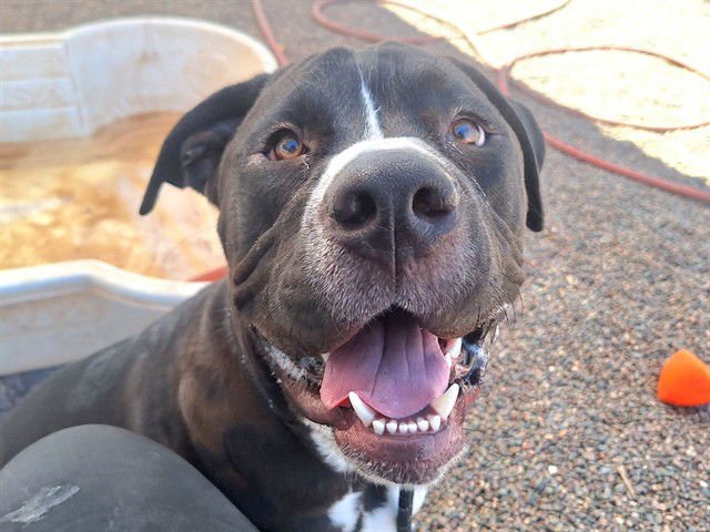 HUBBA BUBBA - Mastiff available for adoption