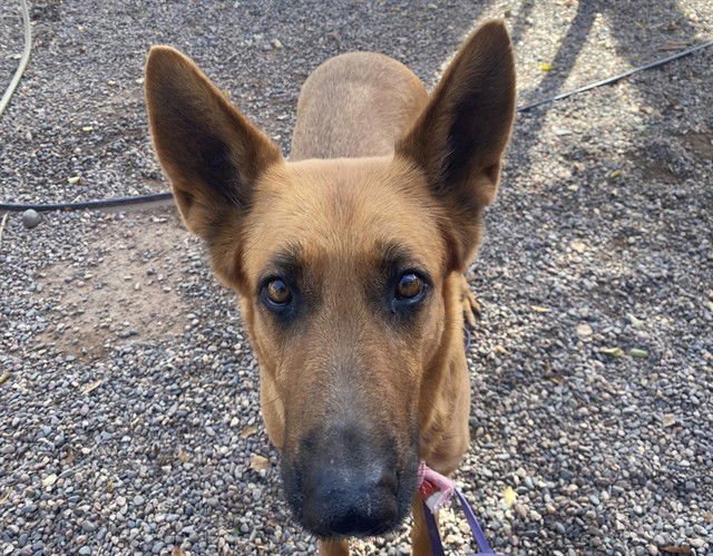 XENA - German Shepherd Dog available for adoption