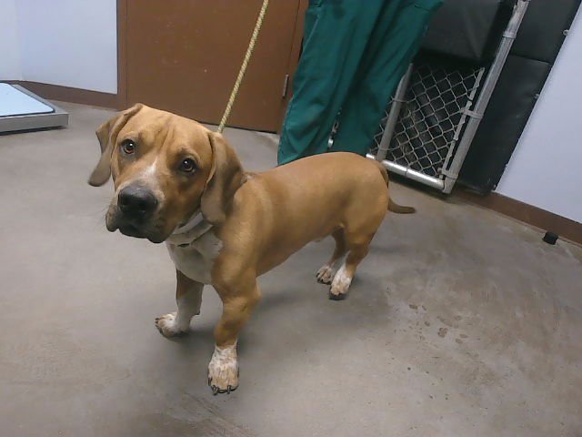 SALAMI - Basset Hound available for adoption