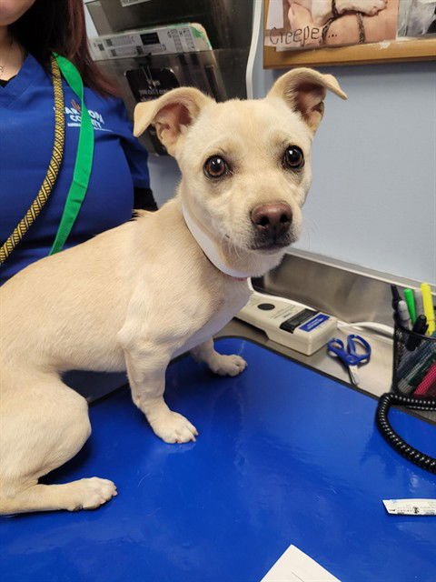 SEDONA - Chihuahua available for adoption