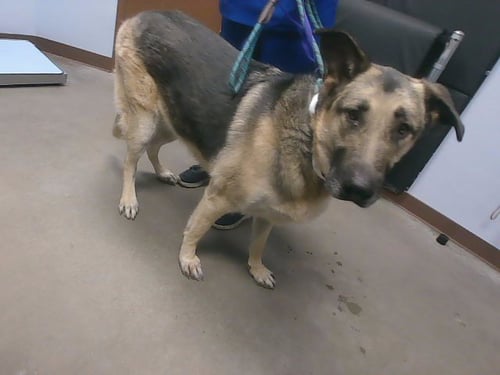 KALIFORNIA - German Shepherd Dog available for adoption