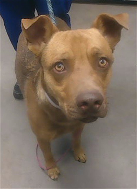 WYATT - American Pit Bull Terrier / German Shepherd Dog available for adoption