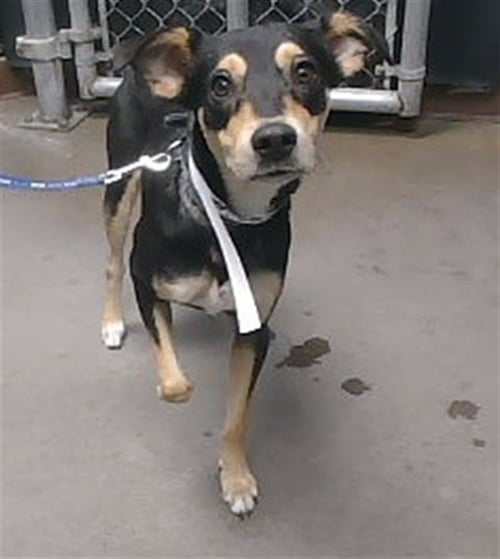 BROWNIE - Carolina Dog available for adoption