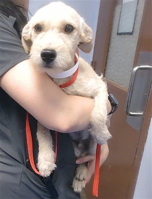 TWINKLE - Cairn Terrier available for adoption