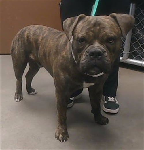 NITRO - Mastiff available for adoption