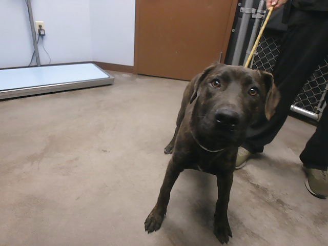 BARNEY - Labrador Retriever available for adoption